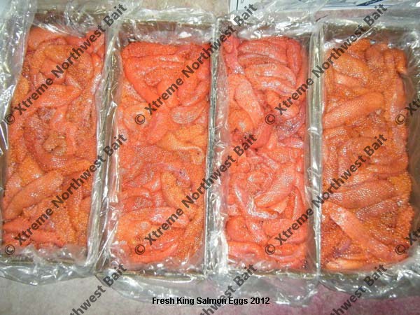 Fresh Salmon Egg, Fresh Salmon Roe, Xtreme Northwest Bait Co